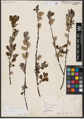 Foto von Salix aurita L.